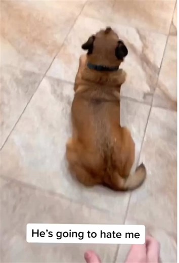 Dogs Being Hilariously Selective!