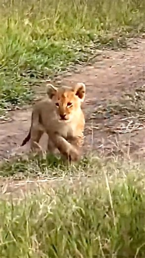 Cute lion cub serching mother#lion#shorts