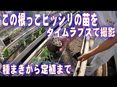 How to grow melons from sowing to planting in a time-lapse manner