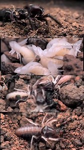 Rhagodes cf. melanus Some spiderlings will be in Weinstadt (pm) | Clemens Schweiger