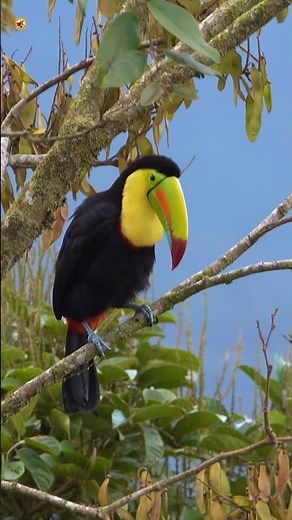 Toucan bird sound ( What sound does a toucan make? )