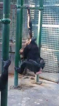 Monkey love at the zoo!!!