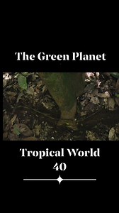 2.3K views · 23 reactions | The Green Planet | Season 1 Episode 1 | Tropical World 40 | Prehistory, Nature and Science | Facebook