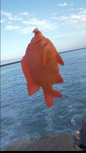 Bright Orange Garibaldi CRUSHED My Mussel Fishing the Oceanside Harbor North Jetty! 🌊🐠#shorts