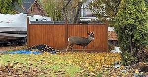 Deer attack prompts call for more signage in Kelowna neighbourhood