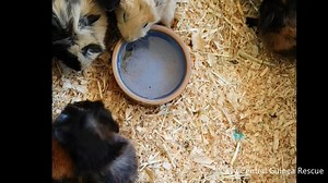 5.2K views · 72 reactions | Mid week I was contacted by a volunteer...