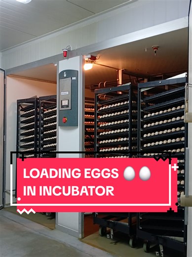 Loading Eggs in an Incubator: A Fascinating Process