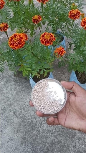 Marigold Flower Care 🌼 | NPK Fertilizer Benefits | গাঁদা ফুলে NPK কিভাবে দিবেন #sonuagro #gardening