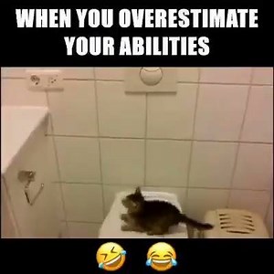 😅 😂 | Itty Bitty Kitty Committee Cat Rescue