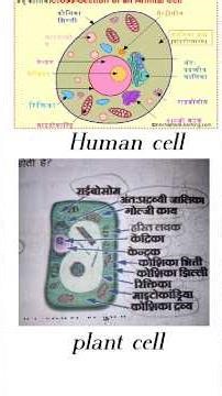 chapter cells||class 8 chapter cells. #cell #science #sciencefacts