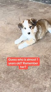250K views · 13K reactions | Sable sass #bordercollie #herding #sheepdog | Raventree Ranch | Facebook