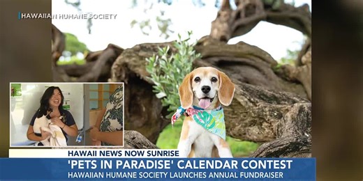 Your pet could be a star: Hawaiian Humane launches 2026 calendar contest