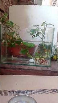 guppies fry eating egg yolk 😱😱😱 #shorts #minivlog #subscribe #fish