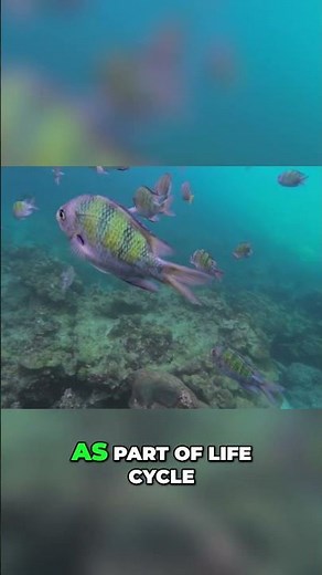 Rainbow Rasa: Amazing Color-Changing Fish Explained! #shorts