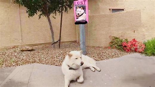 Meet the dog Einstein who will amaze and make you smile