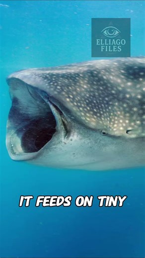 The BIGGEST Fish on Earth!!