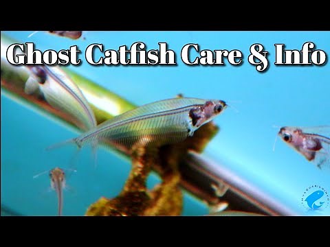 Ghost Catfish Glass Catfish Care and Information - Kryptopterus vitreolus