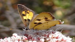 Butterfly native to San Diego County proposed for endangered species list