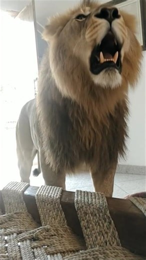 Tiger came into the house 🐯☠️ #shorts #viral