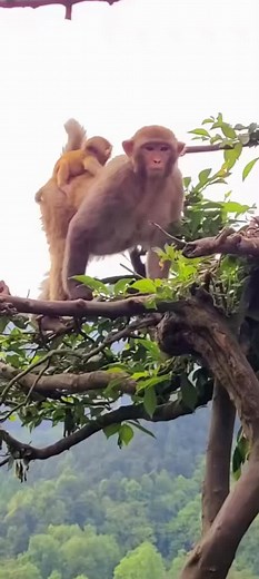 Adult Monkey and Juvenile Play in Lush Forest