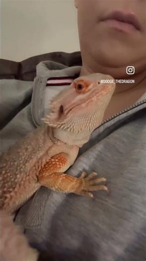 See the World’s Happiest Bearded Dragon 🦎 How to Bond with Your Reptile #BeardedDragon #funnyvideo