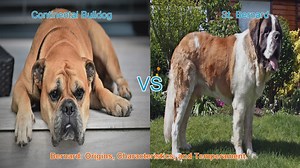 Comparing Continental Bulldog and St. Bernard: Origins, Characteristics, and Temperament