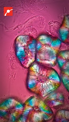 Why do pears have a gritty texture? 🍐 ​Our friend Chloé Savard, also known as tardibabe on Instagram takes us on a journey into the microscopic world inside a pear. Ever noticed those gritty bits? They’re called sclereids, or stone cells, tiny, tough structures with super-thick walls. They’re the reason for that unmistakable pear texture people either love or hate! Stone cells help support the pear’s softer tissues, which are mostly made of parenchyma cells. These bubble-like cells are packed w