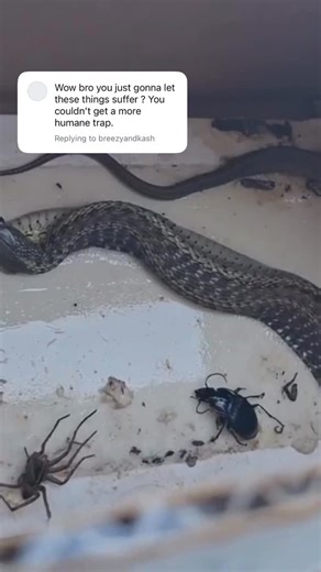 Terminix on Instagram: "We’ve seen your concerns, and we hear you. 🐍 In pest control, “bycatch” can sometimes happen — when something unexpected gets caught in a trap meant for something else. In this case, a non-venomous snake was stuck alongside brown recluse spiders. Our trained technician carefully and humanely removed and released the snake safely. This follow-up video shows exactly how we handle situations like this with compassion and care. Thank you for keeping us accountable and