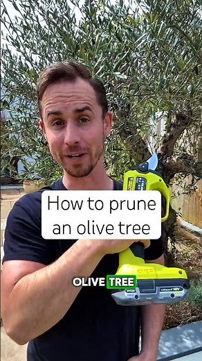 How to prune an olive tree #gardening #gardeningtips