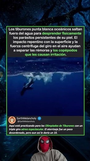 ¿POR QUÉ LOS TIBURONES SALTAN FUERA DEL AGUA?