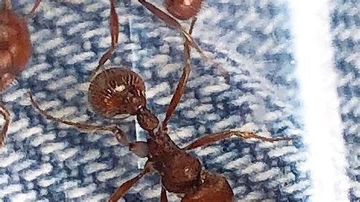 This toxic ant has been found in Nevada and other western states