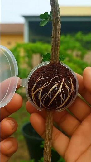 Detailed Air Layering | Close-up Guide to Root Branches Faster and Easier #Farming #AirLayering