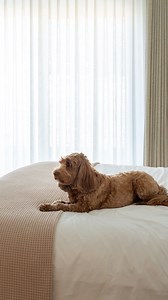 10K views · 46 reactions | Wake up on your terms! Say goodbye to early wake-ups with automated layered drapery—better sleep, smooth mornings, and total light control. Book a free consultation today! https://bit.ly/4hvrWqi Get the look: Layered Lafayette Sheer Drapery in White and Room-Darkening Drapery in Linen with Lutron Electronics Home Automation #BudgetBlinds #ElevatedLiving #HomeAutomation #BetterSleep | Budget Blinds | Facebook