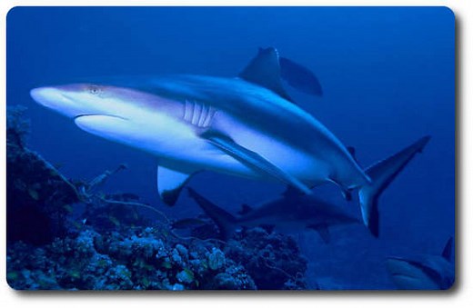 Gray Reef Shark Facts - Habitat, Diet, Social Behavior & Humans -SharkSider