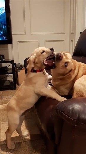 Yellow Lab Puppy vs The Couch King!