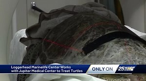 Loggerhead Marinelife Center Works With Jupiter Medical Center to Treat Turtles