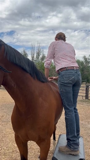 4.1K views | You know what your horse really wants! A chiropractic...