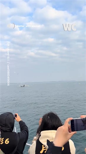 This Bryde’s whale turns feeding into a full-on spectacle! | Watercooler
