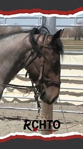 8.2K views · 61 reactions | Zane Davis shares how the Circus Pole is a game-changer for balancing a horse at the lope. Learn why it’s more effective than lunging, how it helps with equilibrium, and why it can mentally refresh an older horse. Watch the video now for FREE with a 7-day trial!  https://rchtolive.com/freetrial/ #HorseBalance #TrainingTips #CircusPole #EquestrianExercises #7DayFreeTrial | Reined Cow Horse Training | Facebook