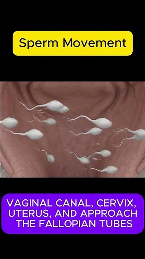 3D Animation of Sperm Journey in Female Reproductive System