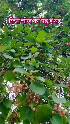 किस चीज का पेड़ हैं यह #bome aap sab comment me bataiye