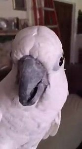 2.7K views · 438 reactions | "Hi, Buttons!" | Buttons the Cockatoo | Facebook