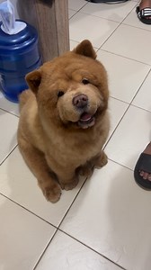 You know where to find me….. Patiently waiting for scraps 😅🙈 | Chowder the Bear Dog