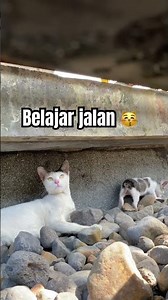 Meow kecil belajar jalan #cat #trending #catvideos #cute
