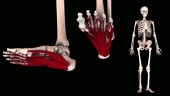 3D HUMAN MUSCLE ATLAS
