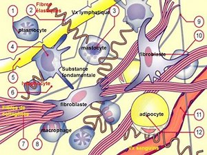 HISTOLOGIE Tissu conjonctif