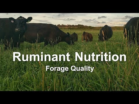 Ruminant Nutrition: Forage Quality