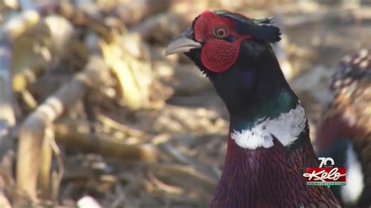 Everything to know about South Dakota's state bird