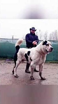 Kangal vs Alabai 🐕💥 Ultimate Guardian Dog Compilation | Powerful Turkish & Central Asian Shepherds