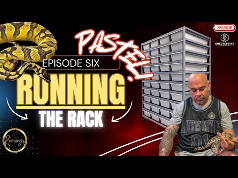 🐍 “Is Pastel Really THAT Bad? The Truth Behind the Hated Morph! 😬 #BallPythons #SnakeMorphs”